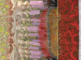 The injected drug accumulates in the abnormal blood vessels.